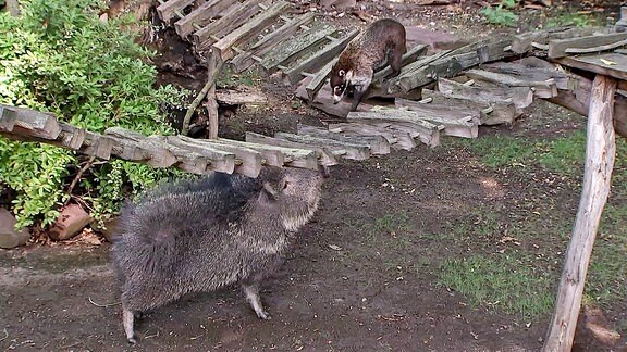 Nasenbär und Nabelschwein.