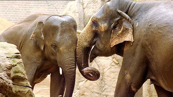 Zwei Elefanten.