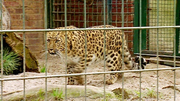Ein Amurleopard.