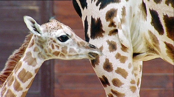 Giraffe Emma hat eine Tochter geboren.