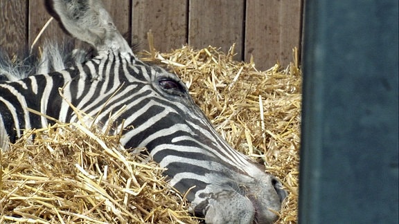 Zebrastute Peggy hat sich am Auge verletzt.