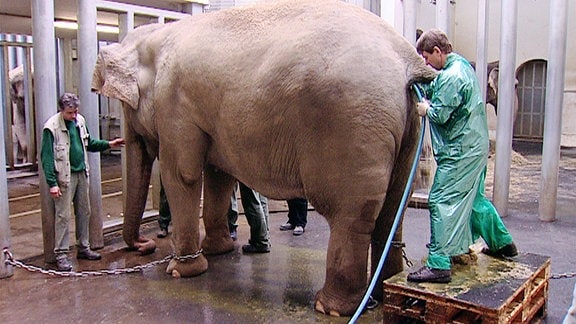 Elefantenkuh Hoa wird für die Ultraschalluntersuchung vorbereite.