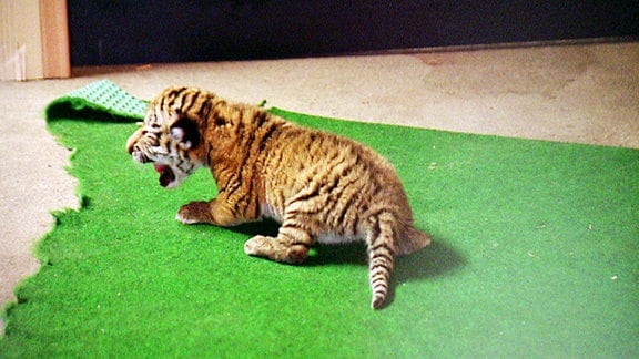 Ein Tigerbaby.