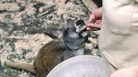 Eine Frau füttert ein Känguru.