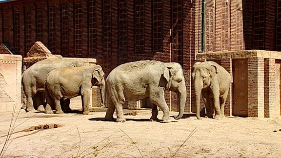 Elefanten auf der Außenanlage.