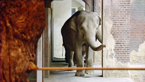 Elefantendame Don Chung.