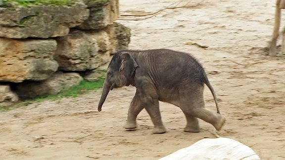 Ein Elefantenbaby.