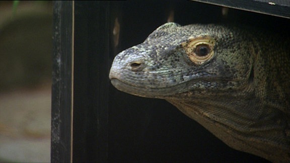 Ein Komodowaran.