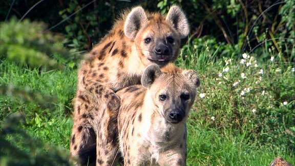 Zwei Hyänen.