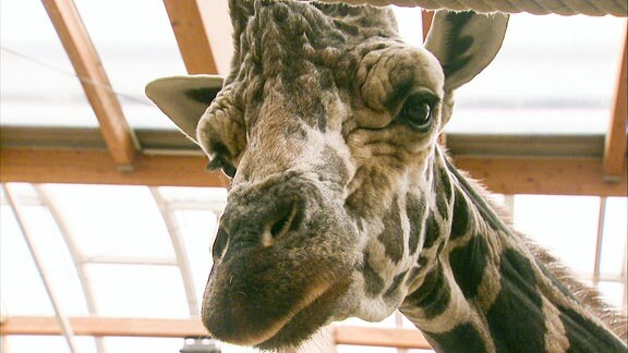 Giraffenbulle Max.