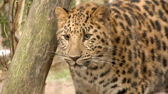 Amurleopard
