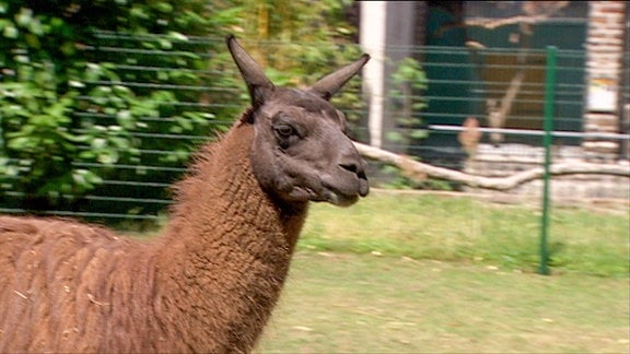 Lama