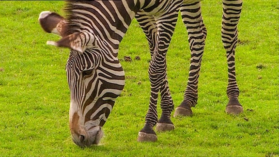 Zebras