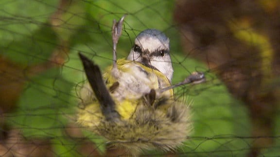 Ein Singvogel im Fangnetz.