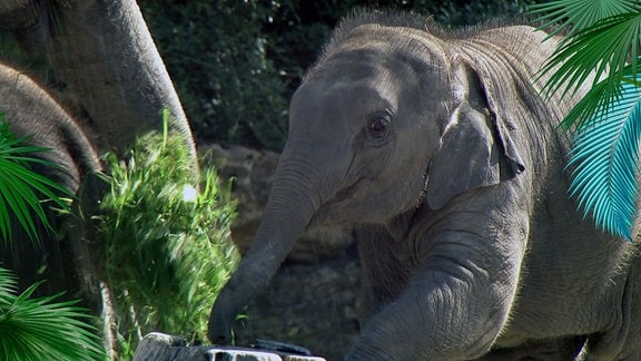 Ein Elefant.