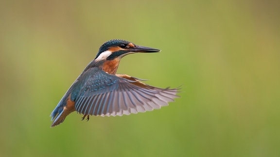 Ein Eisvogel.