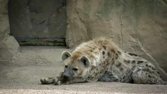 Eine müde Hyäne