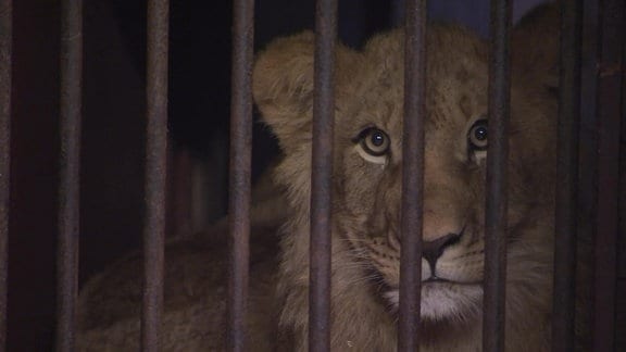 Löwe hinter Gittern
