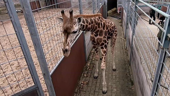 Neuzugang: Das Giraffenmännchen Matthias