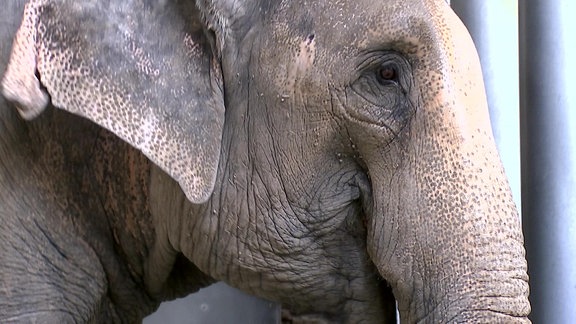 Ein Elefant.