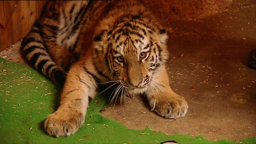 elefant tiger co mdr de