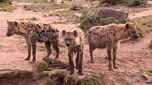 Drei Hyänen.