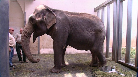 Rhani, die alte Elefantendame des Leipziger Zoos.