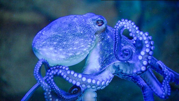 Octopus Ramazzotti