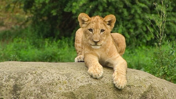 Ein Löwenjunges.