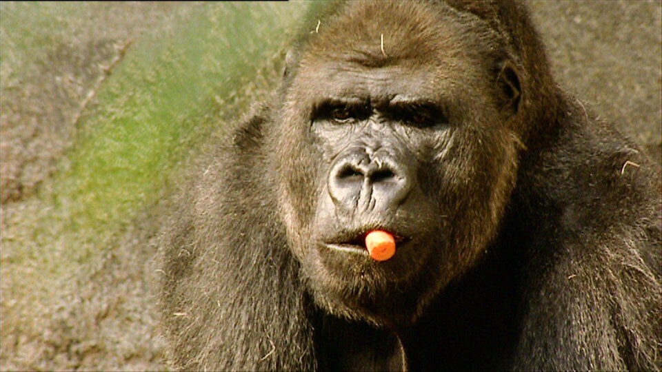 Elefant Tiger Co Mdr De