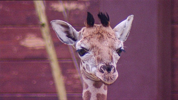 Ein Giraffenjunges.