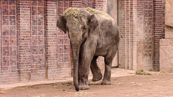 Elefantenmädchen Indra.
