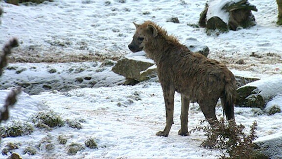 Eine Hyäne.