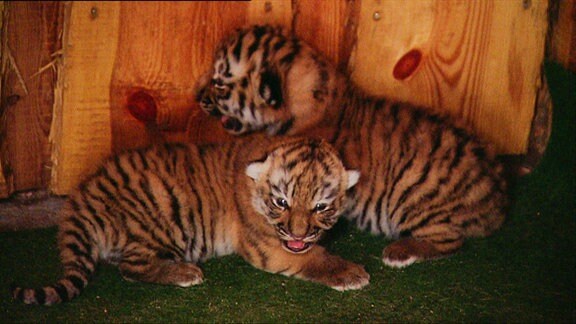 Zwei Tiger-Babies.