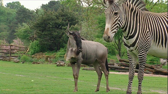 Ein Gnu und ein Zebra.