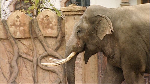 Elefantenbulle Mekong.