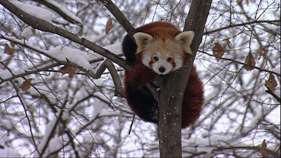 Lilo, das kleine Panda-Mädchen, ist aus seinem Gehege ausgebrochen, hat die Zoomauern überwunden und sich im Leipziger Rosenthal auf einem Baum verschanzt.