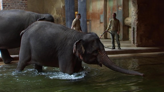 Elefanten im Wasser.