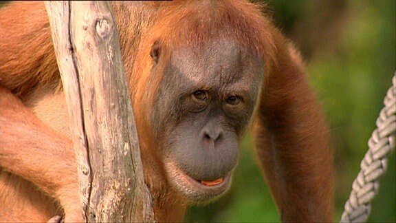 Orang-Utan