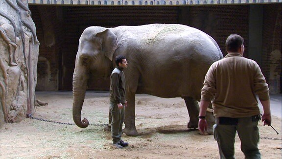 Elefantenkuh Hoa und Tierpfleger. 