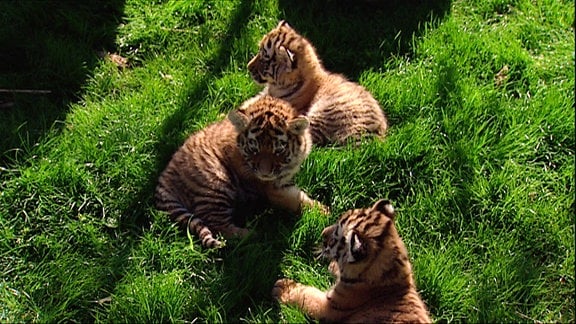 Die drei kleinen Tiger warten auf ihre Impfung. 