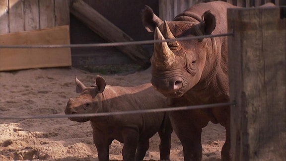 Ein Nashorn mit ihrem Jungen im Freighege.