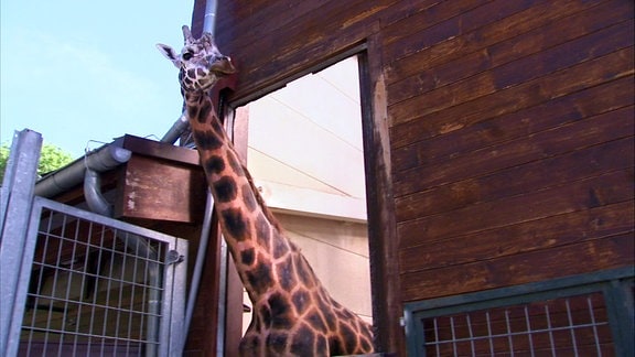 Giraffe Max muss eine Pause einlegen.