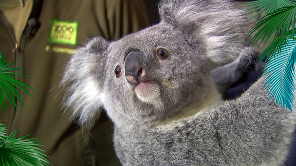 Koala hängt am Ast