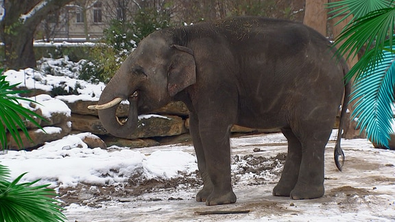 Ein Elefant im schneebedeckten Gehege.