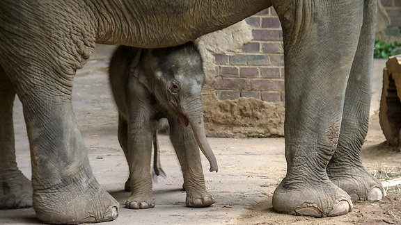 Elefantenbaby und Elefantenkuh
