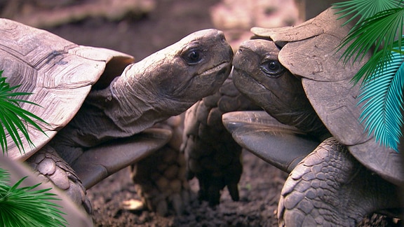 Zwei Schildkröten stecken die Köpfe zusammen.