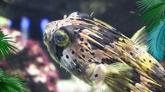 Der Kopf eines Igelfisches in einem Aquarium.