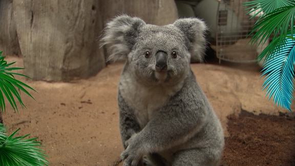 Ein Koalabär.