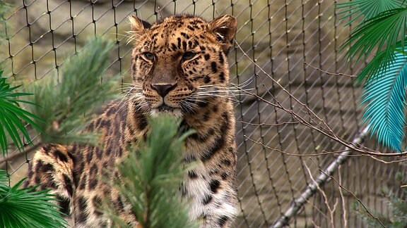Bei den Amurleoparden hoffen die Pfleger auch auf Nachwuchs